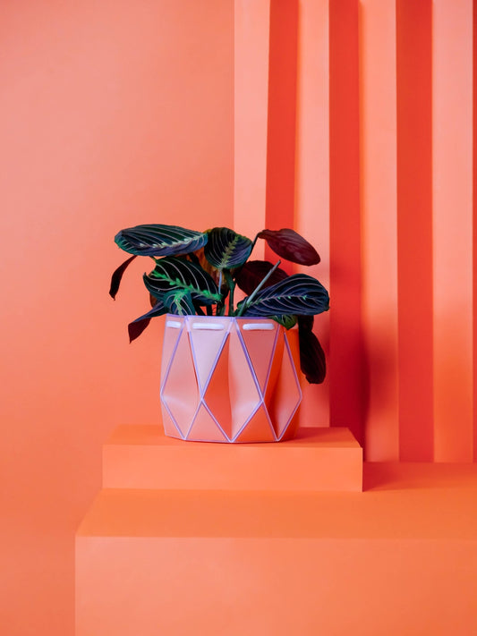 15cm Self-watering POTR | Coral Pot