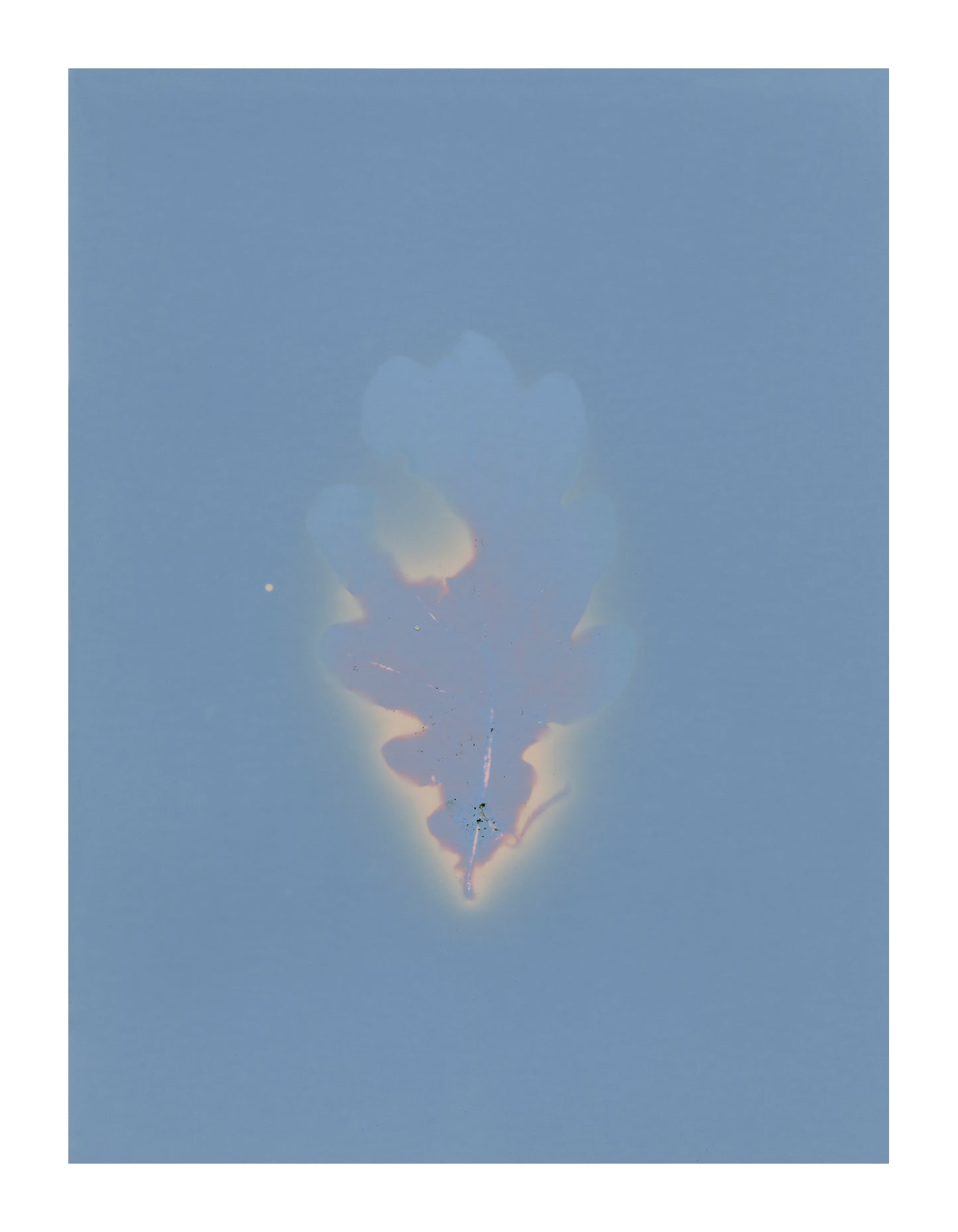 Oak leaf lumen prints (A5) signed by Clare Hewitt