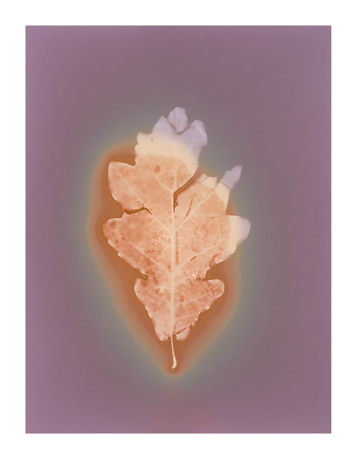 Oak leaf lumen prints (A5) signed by Clare Hewitt