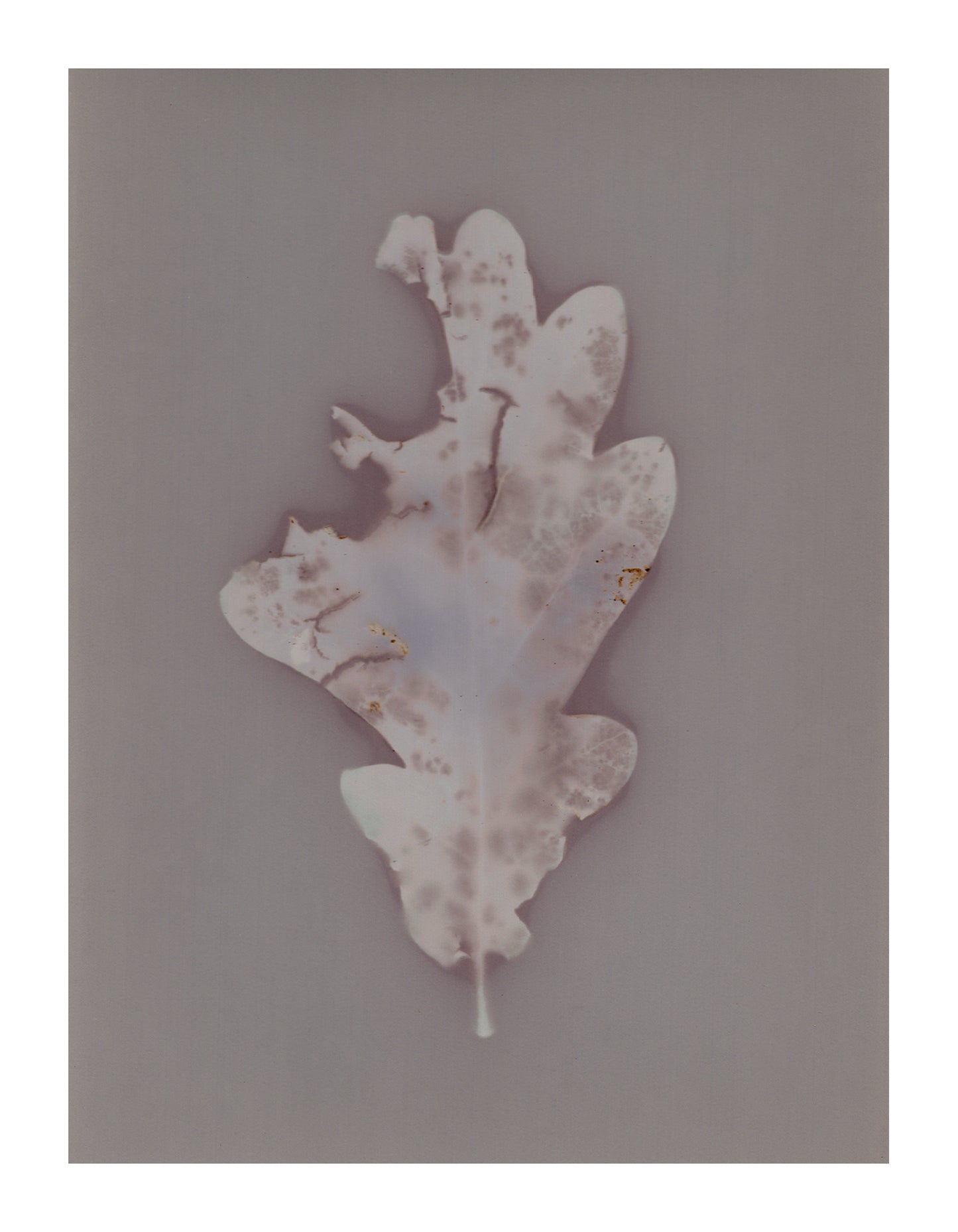 Oak leaf lumen prints (A5) signed by Clare Hewitt