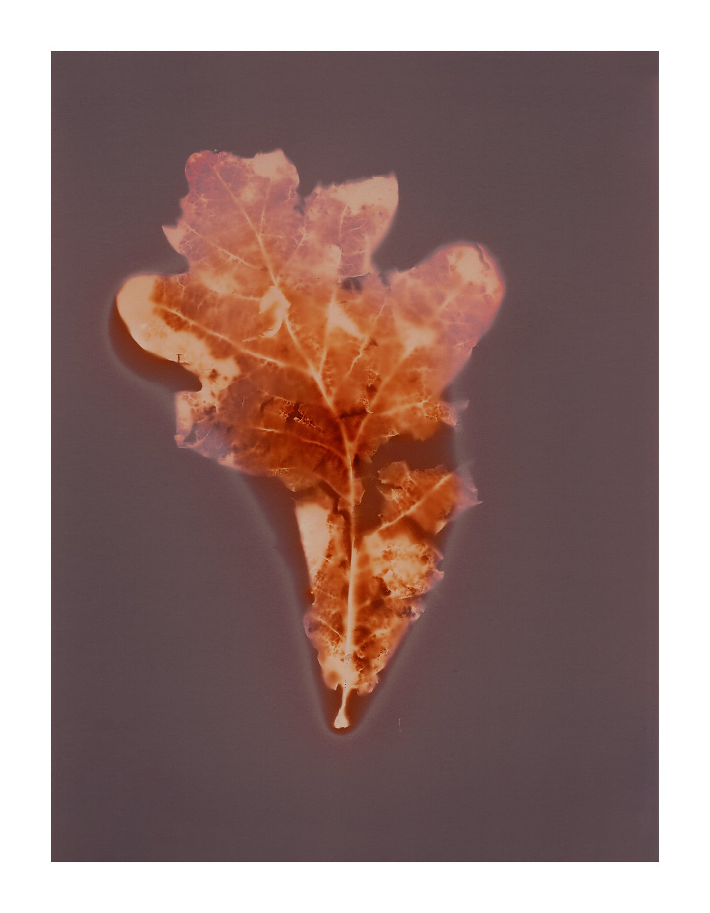 Oak leaf lumen prints (A5) signed by Clare Hewitt