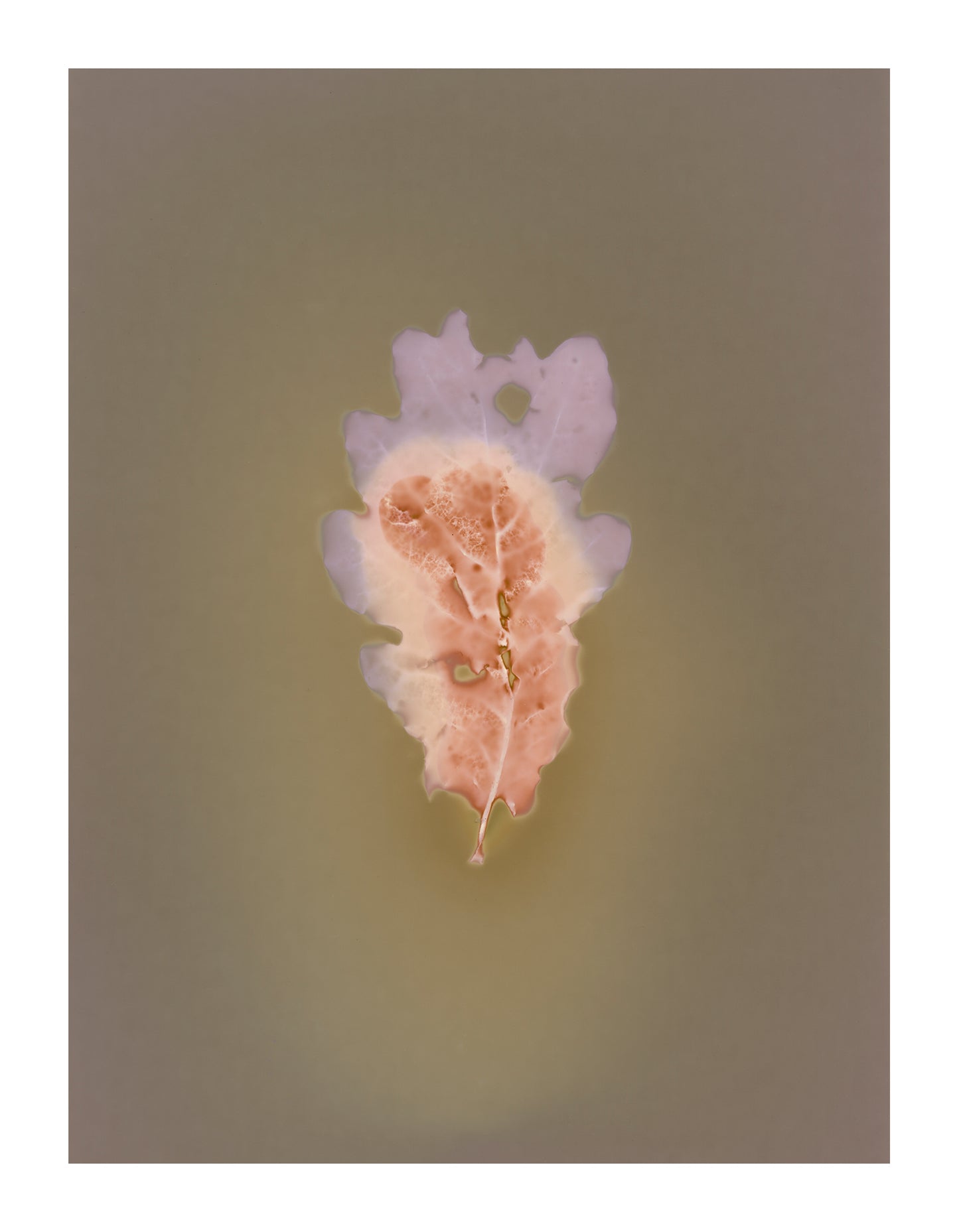 Oak leaf lumen prints (A5) signed by Clare Hewitt