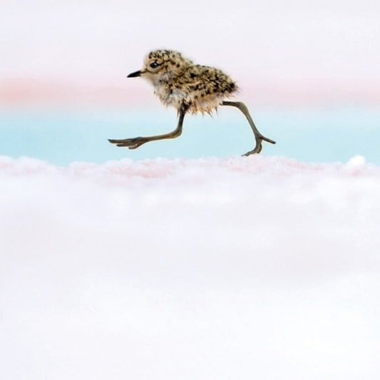Argentine Quickstep