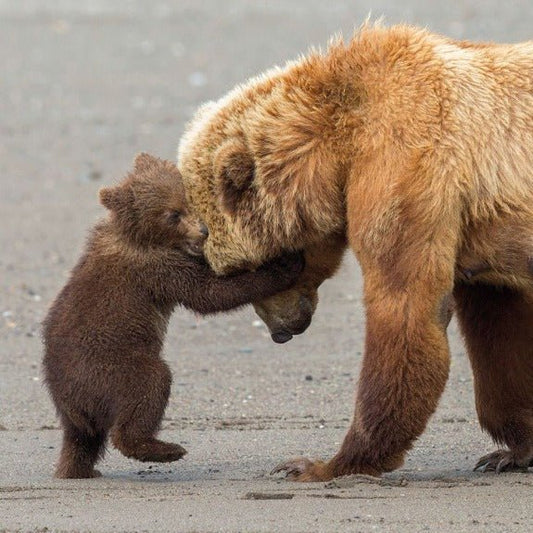 Bear Hug