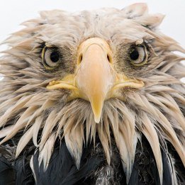 Bold Eagle