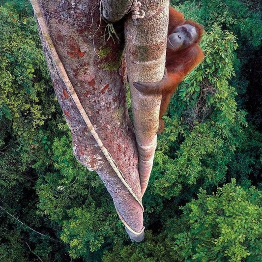 Entwined Lives