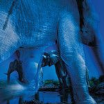 Essence Of Elephants
