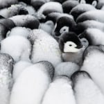 Fluff Formation
