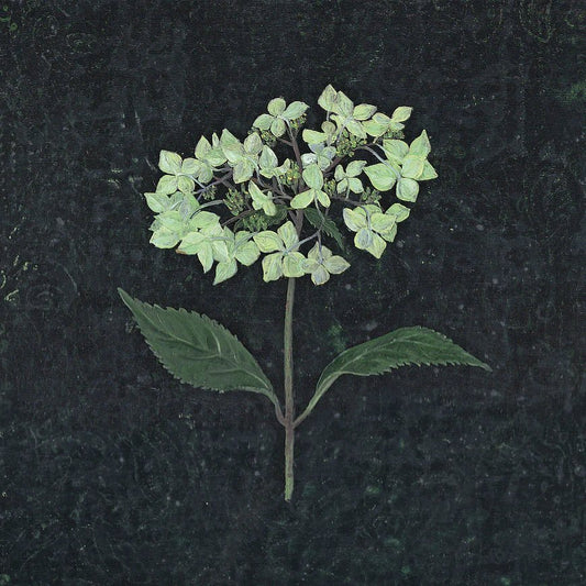 Melanie Miller - Pale Green Hydrangea