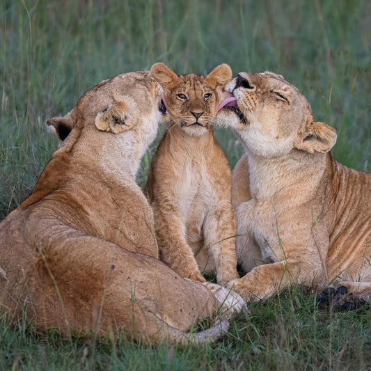 Shared Parenting