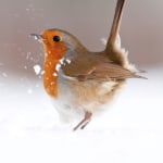 Territorial Strut