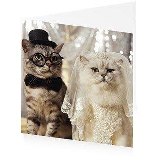 The Purrfect Couple