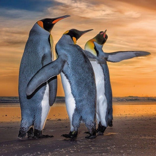 Three Kings