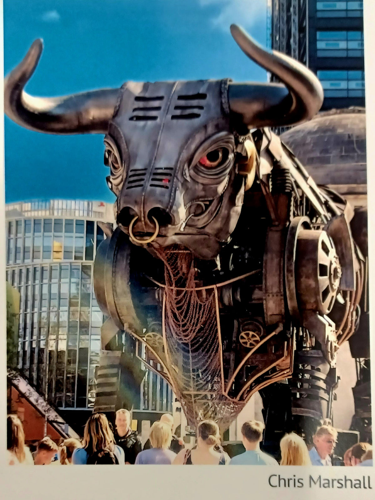 Bull Postcard (Two Designs) CWG