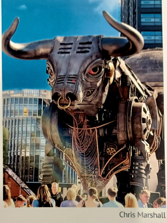 Bull Postcard (Two Designs) CWG